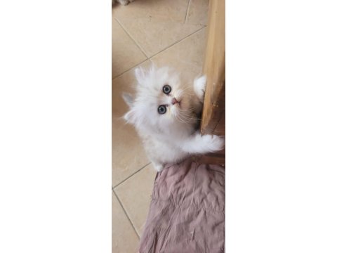 Güzel Chinchilla Yavruları