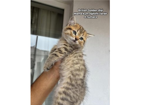 Sevimli Golden British Shorthair Yavrular