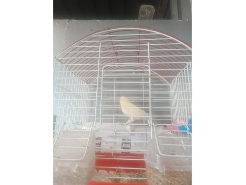 Kanarya 6 Adet