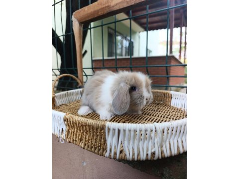 35 40 Günlük Hollanda Teddy Lop Tavşan Yavrular