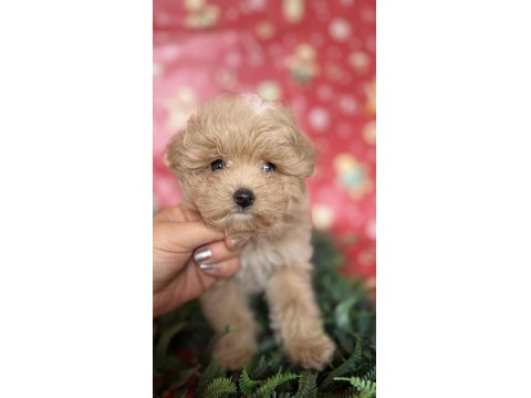 Tüy Yumağı Maltipoo