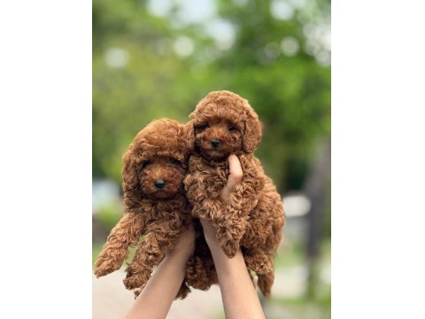 Toy Poodle Yavrular Teacup