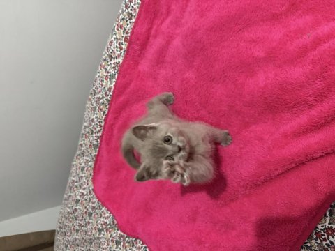 2 Aylık Scottish Fold Kedimiz İçin Yuva Olur Musun?