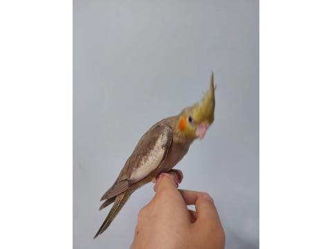 El Besleme Yavru Sultan Papağanı