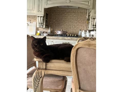 Çikolata Rengi British Shorthair