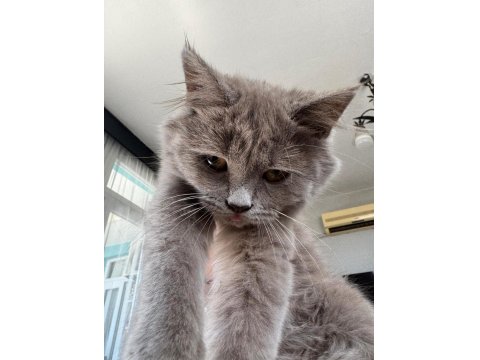 Chinchilla Kedimi Sahiplendirmek İstiyorum