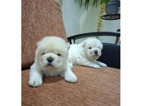 Mükemmel Chow Chow (Çin Aslanı) Yavrularımız