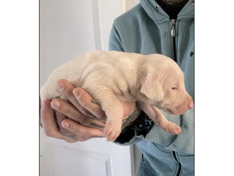 Pink Doberman Yavrularımız Almanyadan İthal Üst Kalite