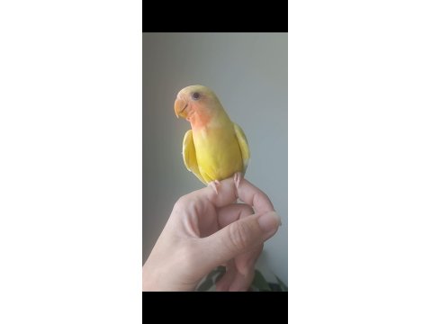 Evcil Isırmayan Sevda Papağanı Yavrusu