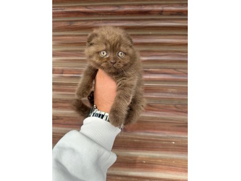 Yavru Scottish Straight Kediler Sağlık Ve Irk Garantilidir