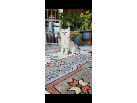 Acil Safkan British Shorthair Oğlumuz
