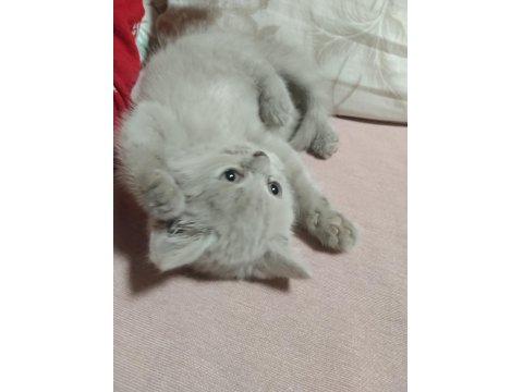 Oyuncu Nadir Renk Orijinal British Shorthair