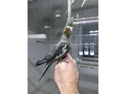 Yeni Yeme Düşmüş Yavru Sultan Papağanı