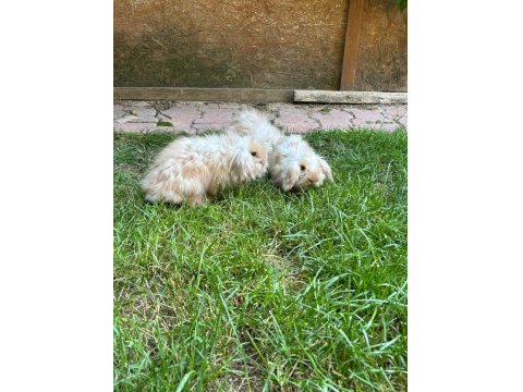 Konya'da Sahibinden Hollanda Lop Tavşan Yavruları