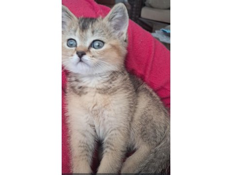 British Shorthair Golden Erkek Yavrumuz