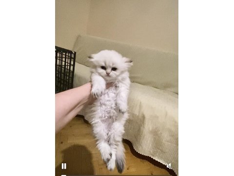 Beyaz Uzun Tüylü Minnak Erkek Kedimiz Mavi Gözlü