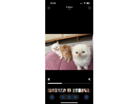 İran Persian Dişi-Erkek Kediler