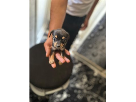 Safkan 0 Numara Minyatür Pinscher