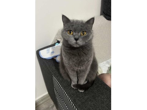 British Shorthair Sevgi Delisi