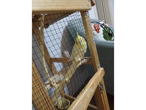 Konuşan Hareketli Fındık Sultan Papağanımıza Yuva