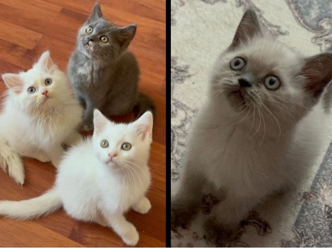 British Tatlı British Shorthair Bebeklerim