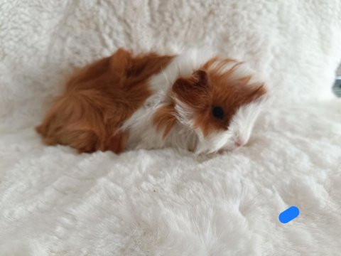 Yavru Guinea Pig