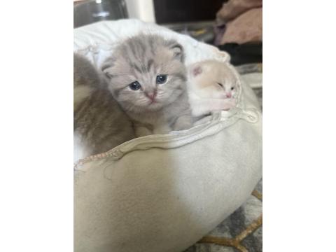 20 Günlük Kedilerimiz Anne Scottish Baba British