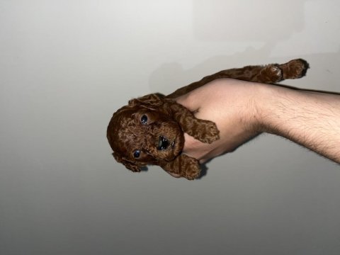 Toy Poodle Safkan Yavrular