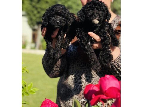 Siyah Poodle Bebekler