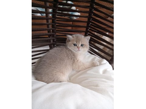 British Shorthair Kız Kardeşler