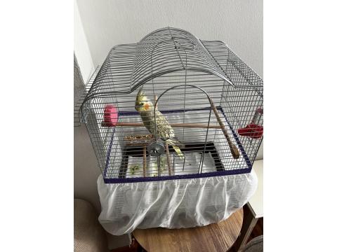 Sağlıklı Sultan Papağanımız