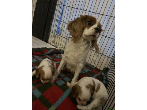 Safkan Cavalier King Charles Yavruları