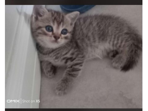 British Shorthair Bebeklerimiz Yeni Yuvalarını Arıyor