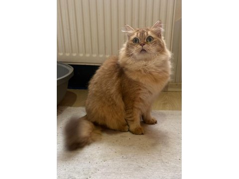 Golden Rengi Yetişkin British Longhair