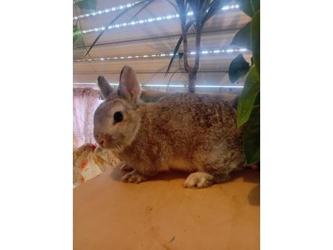 Orjinal Cüce Tavşanlar