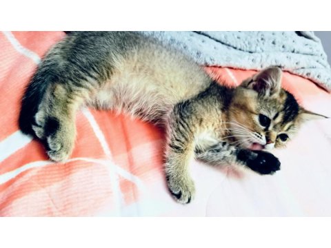 3 Aylık British Golden Black