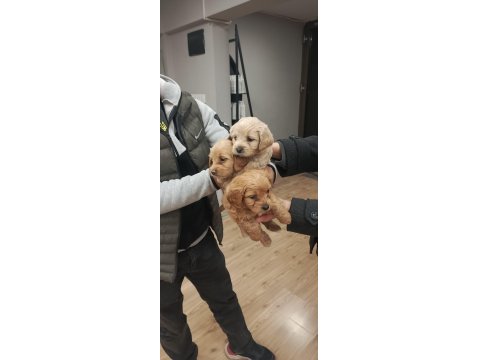 Büyümeyen Maltipoo Bebek Köpekler