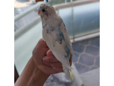 Yavru Albino Erkek Muhabbet Kuşu
