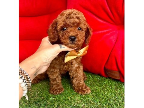 Safkan Toy Poodle Yavrular