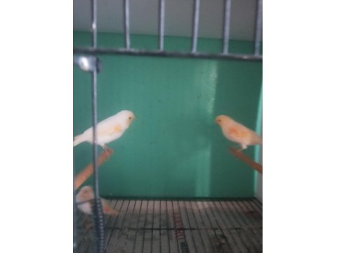 Üreticiden Al Mozaik Kanarya