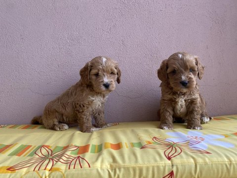Parti Color Maltipoo Bebekler