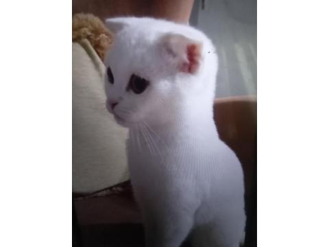 Pamuk Prenses Scottish Fold