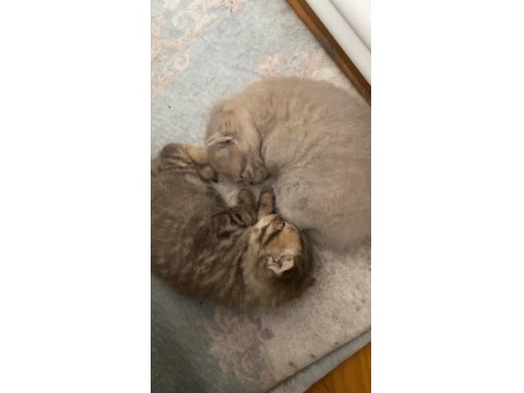 British Shorthair Kediler