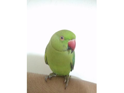 Evcil Pakistan Papağanı