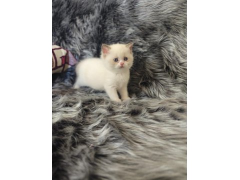 Lilac Long Ve Cinnamon Bebek Kedilerimiz