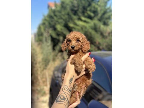 Toy Poodle Yavrularımız Yuvalarını Arıyor