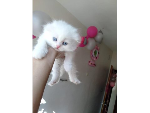 Üst Kalite Scottish Fold İsteyenlere