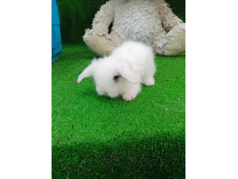 Beyaz Hollanda Teddy Lop Tavşan Yavrularımız