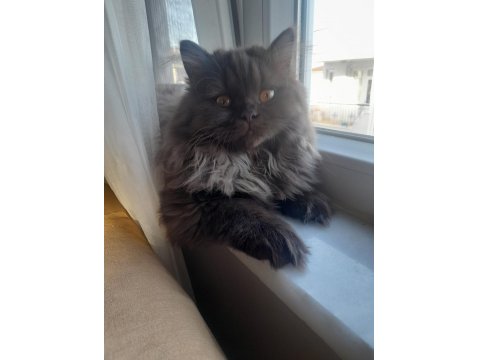 Çikolata Uzun Tüy Çok Özel Bir Yavru British Longhair
