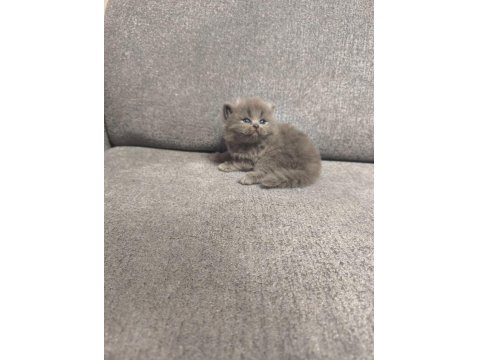 2 British 2 Scottish